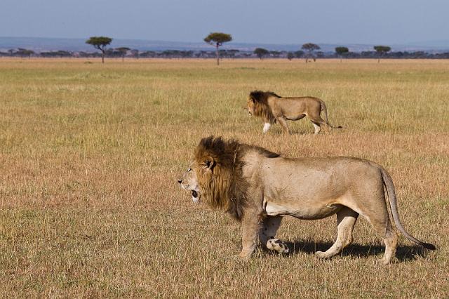100 Tanzania, N-Serengeti, leeuwen.jpg